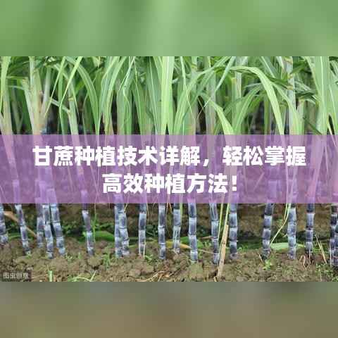 甘蔗种植技术详解,轻松掌握高效种植方法!